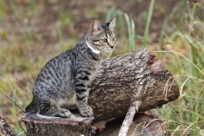 Gray Cat Sitting On Logs