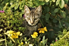 Gray Kitten Hiding In Flowers