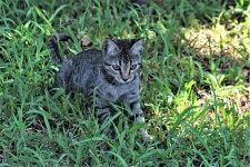 Gray Kitten Playing In Grass