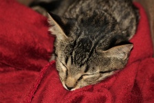 Gray Kitten Sleeping On Red Blanket