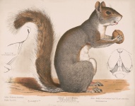 Gray Squirrel With A Walnut 1872