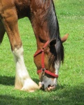 Grazing Clydesdale