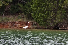 Great White Egret In Lake