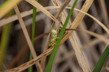 Green Grashopper