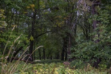 Green Meadow Landscape