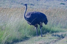 Grey Female Ostrich Approaching