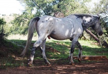Grey Horse From The Side