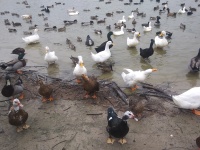 Group Of Geese And Ducks