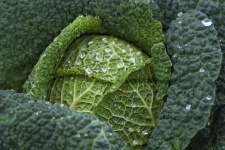 Kale Cabbage Vegetable