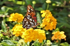 Gulf Fritillary Butterfly On Lantan