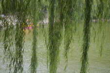 Hanging Willow