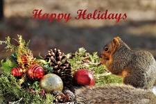 Happy Holidays Squirrel