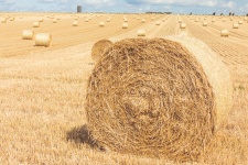 Hay Bales On A Field
