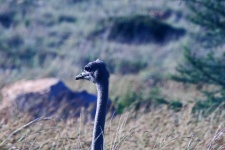 Head And Neck Of Female Ostrich
