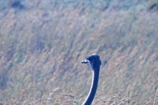 Head And Neck Of Female Ostrich