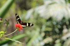 Hewitsons Longwing Butterfly
