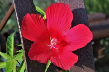 Hibiscus And Wagon Wheel Close-up