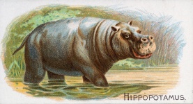 Hippopotamus Hippo
