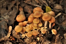 Honey Mushrooms Close-up