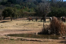 Horses Grazing In Winter With Pond