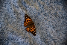 Butterfly On Blue Painted Lady