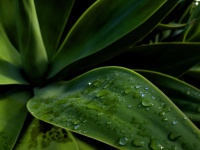 Green Succulent Wet From Rain