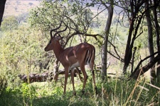 Impala Buck In The Shade Of A Tree