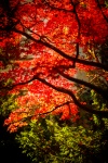 Japanese Maple Tree