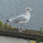 Young Gull Standing