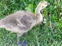 Young Bustard 1
