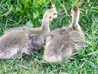 Young Bustards 2