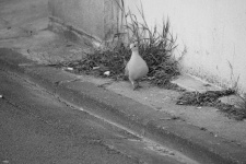 Pretty Dove On The Sidewalk