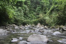 Jungle River Valley