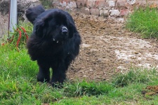 Large Black Dog