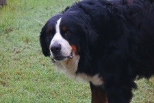 Large Breed Dog On A Farm