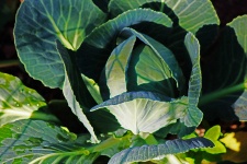 Large Outer Cabbage Leaves