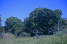 Large Trees In A Glade