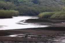 Layer Of Shallow Water In A Lagoon