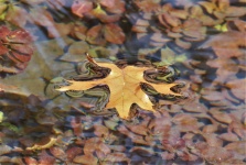 Leaf Floating In Stream Close-up