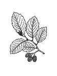 Leaf Of Alder Clipart