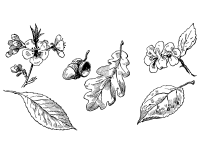 Leaves, Blossom Clipart