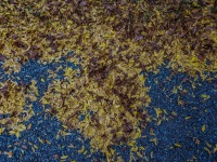 Leaves On Asphalt
