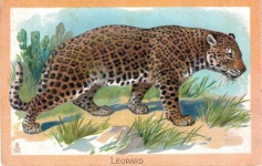 Leopard Panthera Pardus 1910