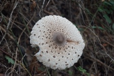 Lepiot, Autumn Mushroom