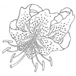 Lily Flower Line Art Drawing