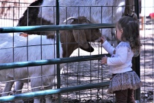 Little Girl Feeding Goat