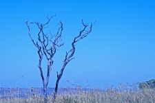 Lone Dry Tree Rising From The Grass