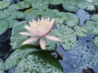 Lotus In The Pond 5