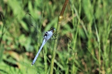 Male Eastern Pondhawk Dragonfly 2