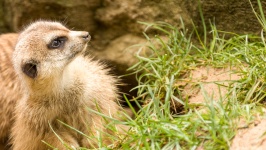 Meerkat Looking